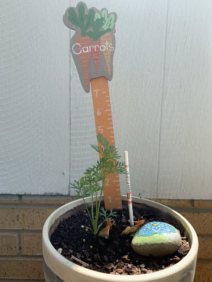 PaulLoPresti's tweet photo. Boys tomatoe plant and carrot are growing well. Unfortunately the strawberry plant didn’t grow. @hecorleyelem https://t.co/WzMwbzbfC1