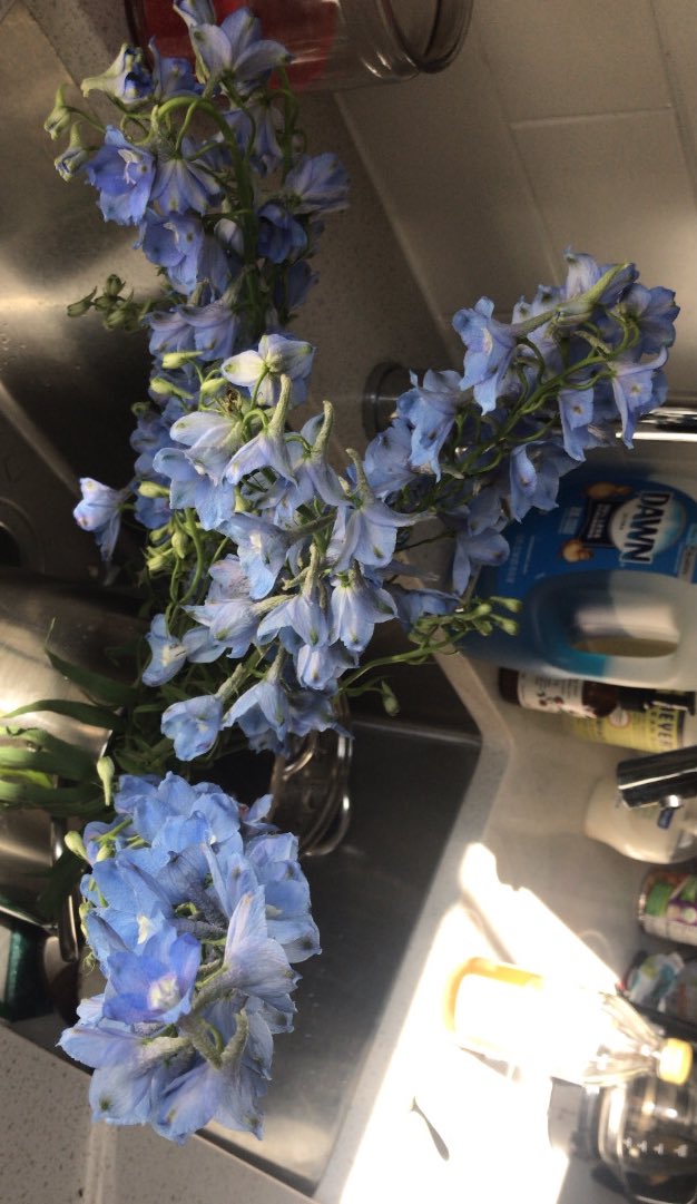 bellllaahhh's tweet photo. blue kinda day https://t.co/dk9RlODd8c