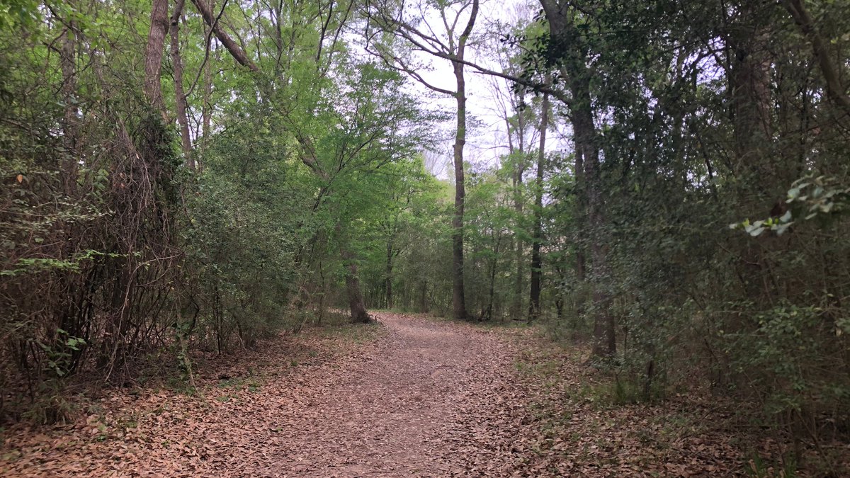 TheWoodlandsCVB's tweet photo. A hike at the George Mitchell Nature Preserve is just 15 minutes away from our Town Center area! Which provides from some serious #forestbathing with ease.  And check out the little library located at one of the trailheads. 📚 #VirtualRoadTrip https://t.co/dpyleWTv9u