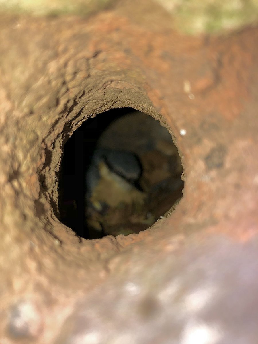 Great to get out and experience nature in the garden and local area. Managed a Nuthatch on its nest and an Angles Shade moth! <a href="/RSPBNewport/">RSPB Newport Wetlands</a> <a href="/NewportH/">Newport High School</a>