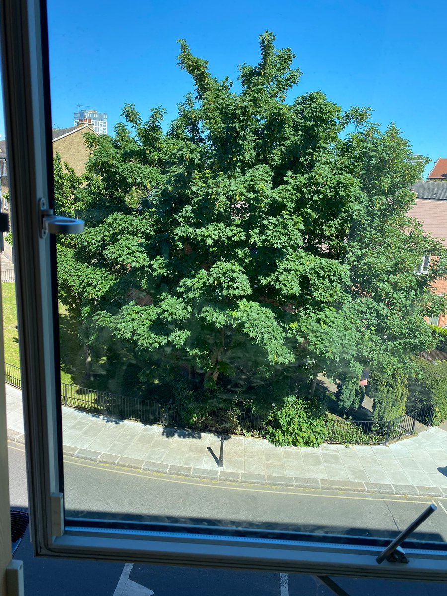 TiCLme's tweet photo. My sunny sycamore
@treesfromwindow @UrbanTreeFest @LondonNPC @TheStreetTree @LTOA33 @ArbAssociation
#treesfromwindows #tuesdayvibes https://t.co/luB86z2iUx