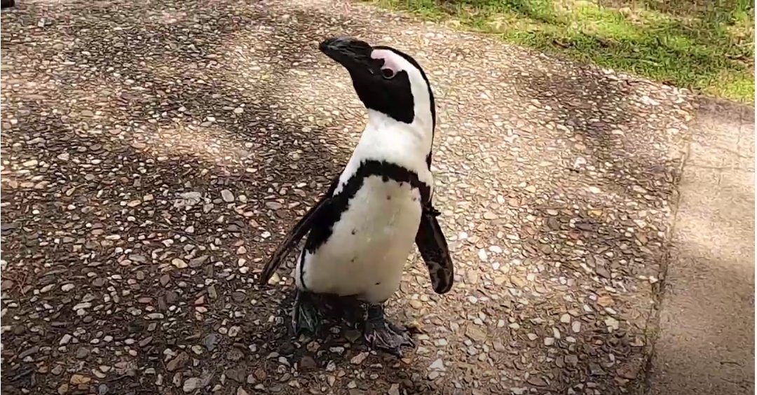 LittleRockCVB's tweet photo. Favorite #LRZoo animal?  

We can't get enough of the adorable #penguins at the #PenguinPointe exhibit!  

#NTTW20 #SpiritOfTravel #LittleRock #BIGonLittleRock #virtualroadtrip https://t.co/gq7qnaC6of