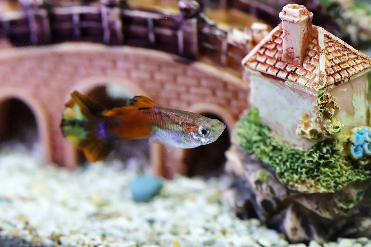 OmegaSeaLLC's tweet photo. There is a lot that goes into fish care and the design of your tank is one of the most important, but also fun things about keeping fish. Do you have a part of your tank that you are most proud of? Tell us about it in the comments! #omegasea #fishtank https://t.co/QHeKSx4CQj