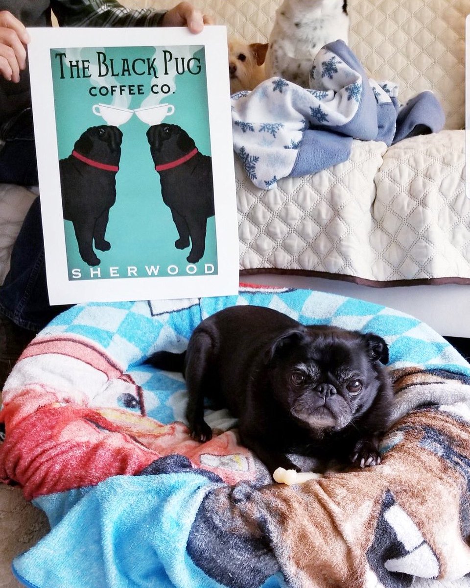 theblackpug's tweet photo. @puggydo11 looks adorable with her print from TBP! She won this print a few weeks back during #pugchat We hope everyone is staying healthy ❤️ https://t.co/CKAxvQJpm5