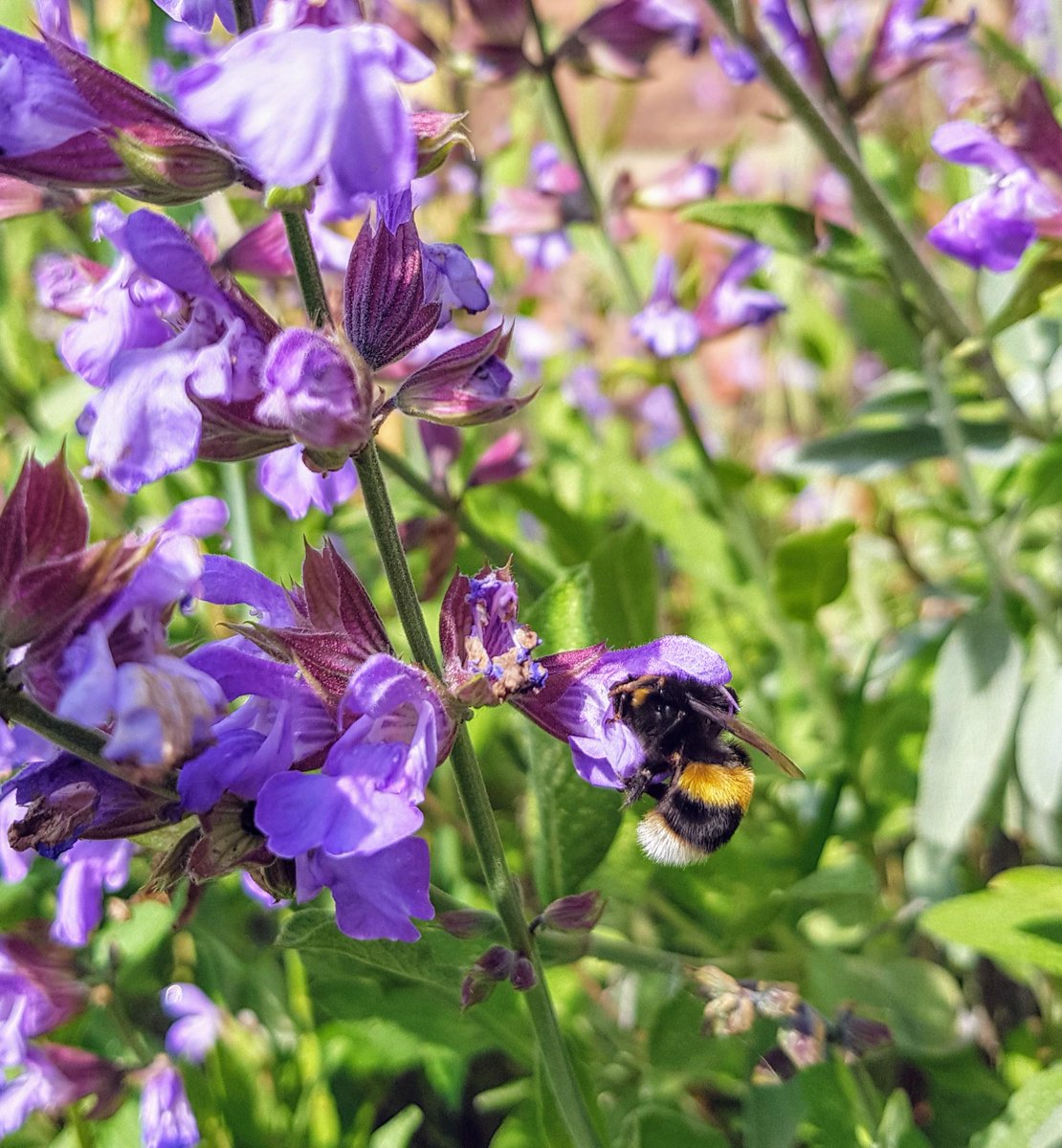 BumblebeeTrust's tweet photo. Herbs are good for you and great for bumblebees!

Bumblebees love the flowery tops of sage, mint, thyme, rosemary, chives, marjoram and lavender and they make your garden smell beautifully fragrant, too! https://t.co/DbLCk6QQFI