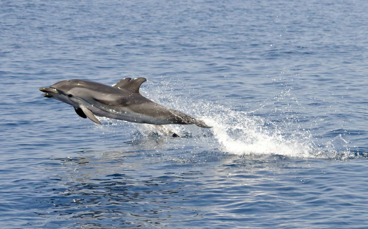 JonianDolphin's tweet photo. KETOS - Protected area for the cetaceans in the Ionian Sea 

JDC Original footage
Follow us on https://t.co/q5YDF1qiAp

#Ketos #ResearcherForADay #Cetaceans #Dolphins #GulfOfTaranto #IonianSea #CitizenScience #MarineBiology #MarineLife #SayNoToCaptivity #EcosistemaTaranto https://t.co/FjYEVviGwG
