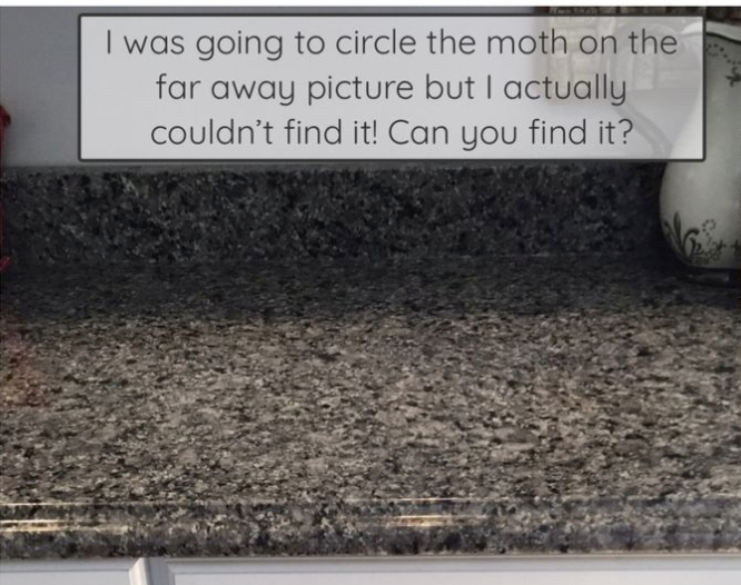 Soaring Eagle 102 tweet media