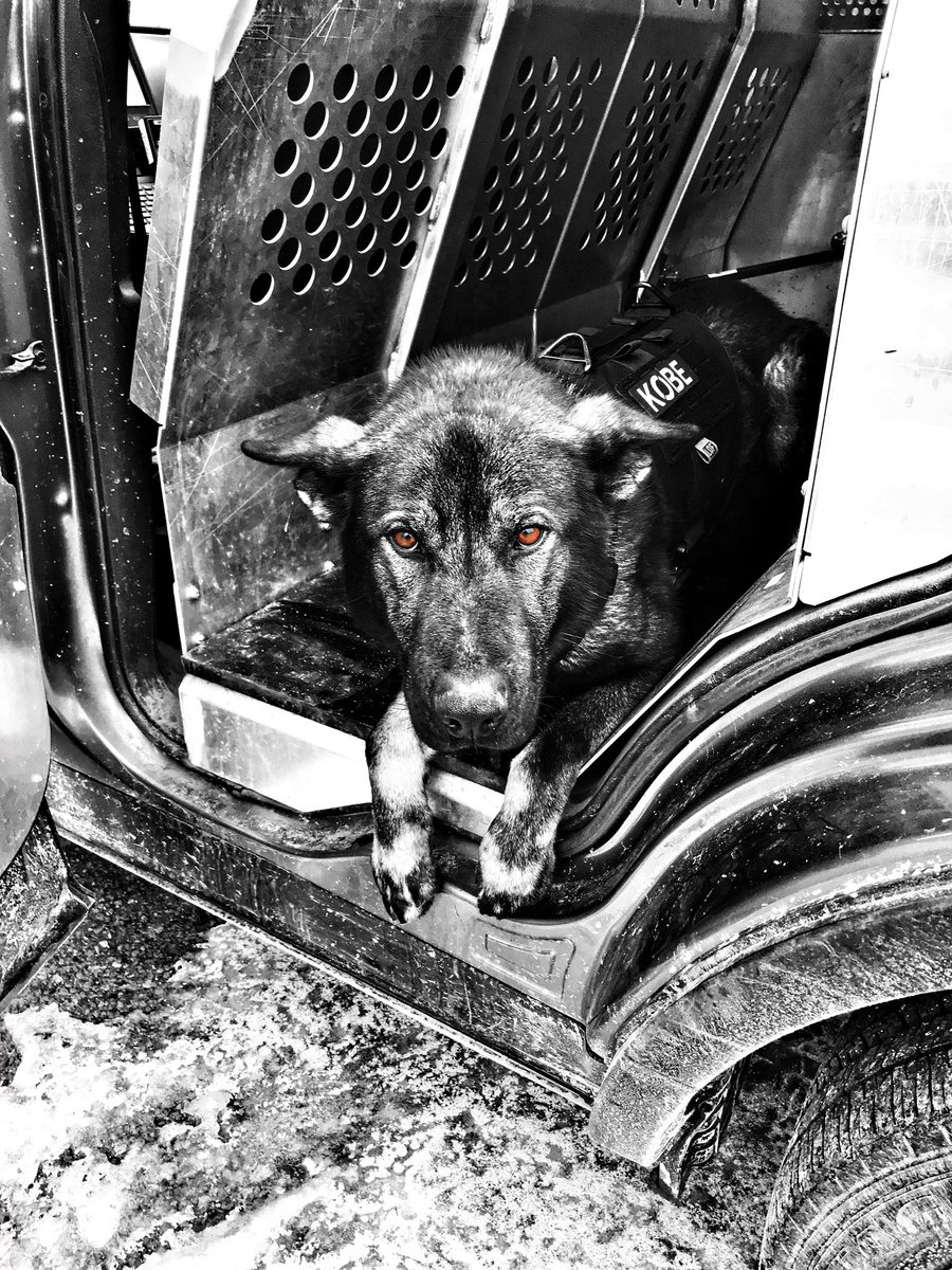Public Safety TPS (@tpssafety) on Twitter photo PDS K9 Kobe is a sable German Shepard general purpose dog seen here hanging out in the back of his truck. #policedog #k9unit #gsd <a href="/TPSK9/">Toronto Police K9</a> PDS K9 Kobe is a sable German Shepard general purpose dog seen here hanging out in the back of his truck. #policedog #k9unit #gsd <a href="/TPSK9/">Toronto Police K9</a>