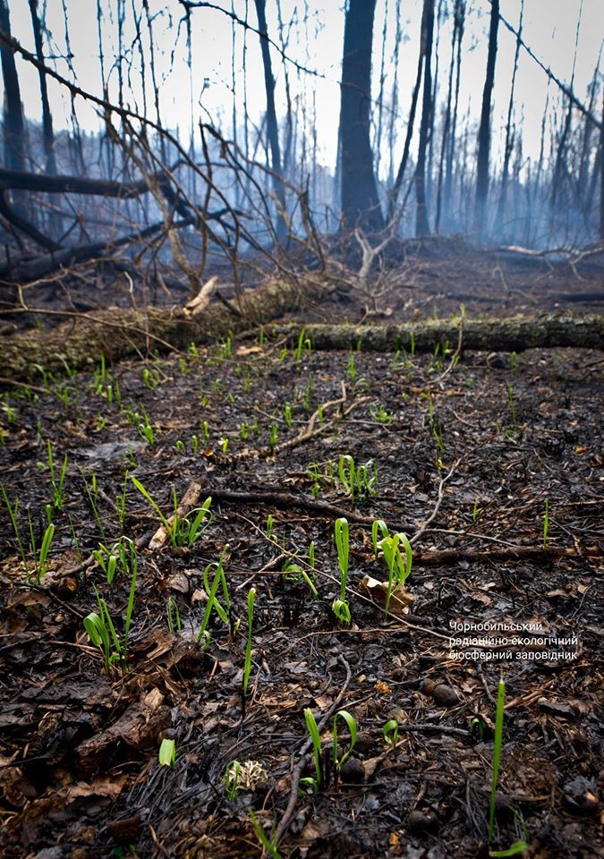 ChernobylX_tour's tweet photo. Nature in the Chernobyl Zone is recovering after fire 🔥

READ MORE ➡️ https://t.co/h9shqKek7C

📸 | Denis Vishnevskiy⠀⠀⠀⠀⠀⠀⠀
🌍 Follow us @CHERNOBYLwelcome

#ChernobylFires #prayforchernobyl #chernobylwelcome #Chernobyl https://t.co/g5CEa2CcSu