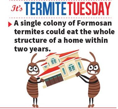 EvoFoamPest's tweet photo. #termitetuesday https://t.co/yUSy3jMqHu