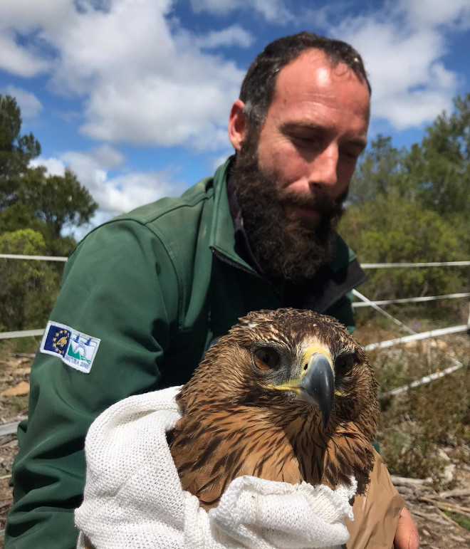 El águila de Bonelli de nombre “Salao”, liberada siendo un pollo en #Cáseda (#Navarra) en 2019 en el marco del proyecto AQUILA a-LIFE, ha sido devuelta al medio natural, después de ser tratada por intoxicación por plomo aquila-a-life.org/index.php/es/a…