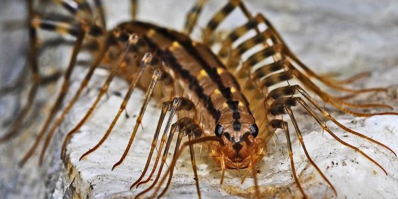 NYCGoPest's tweet photo. Centipedes are predatory insects that feed on household pests such as spiders, flies, cockroaches and silverfish. Centipedes also have shockingly long lifespans, capable of surviving in homes for well over a year, while other species have even been known to live for as long as 6. https://t.co/nC54z78bLn