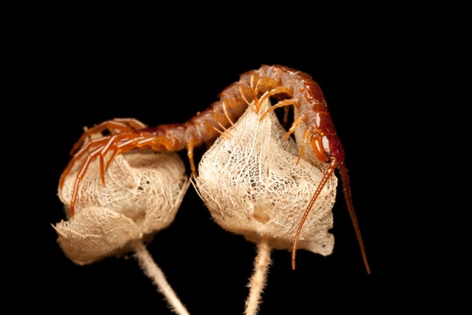 NYCGoPest's tweet photo. Centipedes are predatory insects that feed on household pests such as spiders, flies, cockroaches and silverfish. Centipedes also have shockingly long lifespans, capable of surviving in homes for well over a year, while other species have even been known to live for as long as 6. https://t.co/nC54z78bLn