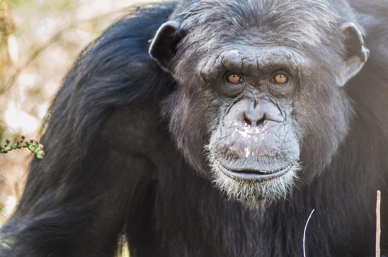 MONA_UK's tweet photo. Charly, #rescuedchimp by @FundacioMona T

Tender outside and inside🧡

https://t.co/YGbd54ExI0

#givingtuesdaynow
#helpprimates https://t.co/FmaigmLOb9