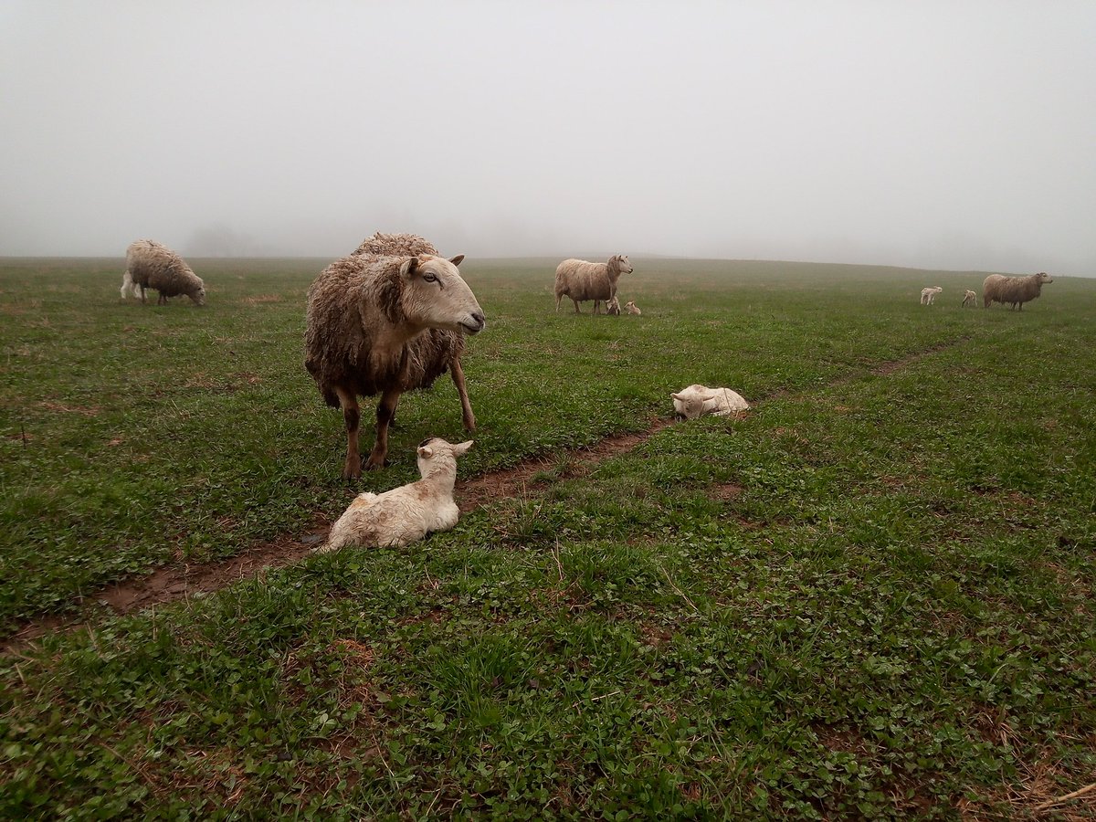 Nova Scotia Shepherd tweet media