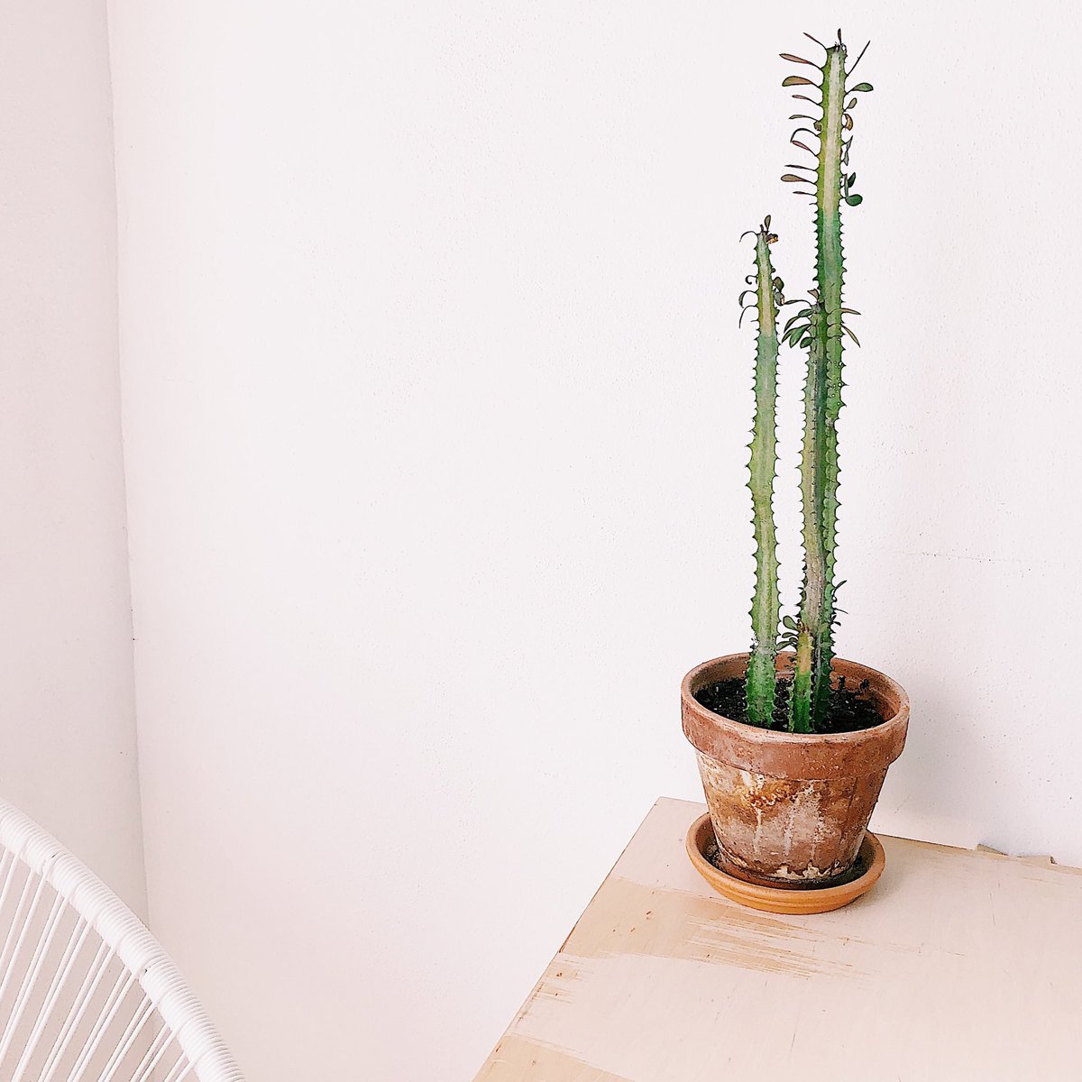estudioeste's tweet photo. El día 11 volvemos a abrir en horario de mañana 🌵☀️ https://t.co/6HYW0c8zwx