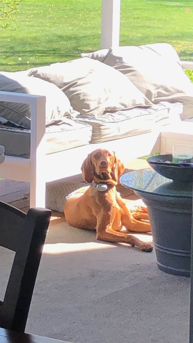 ⁦<a href="/kevinlove/">Kevin Love</a>⁩-Viszla play date next time u r in Concord.  My kids would love it!!! Hit us up