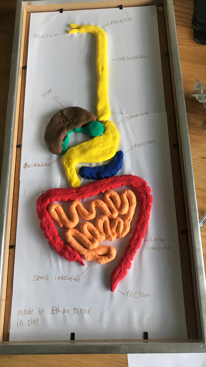 human digestive system clay model