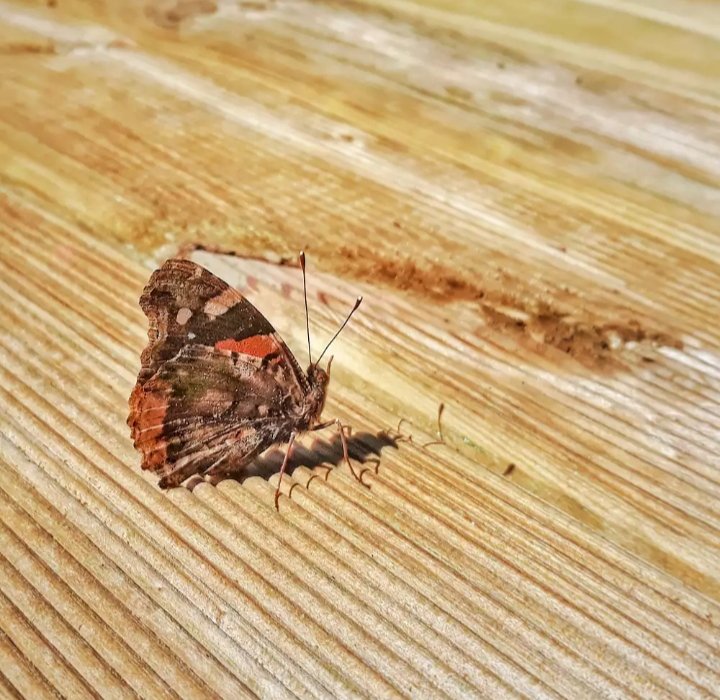SOAZYK_PHOTO's tweet photo. "Le bonheur est comme un papillon: il vole sans jamais regarder en arrière" Robert Lalonde
#papillon 
#butterfly 
#farfalla 
#NaturePhotography 
#naturelovers 
#France 
#Gers
#Occitanie
#Lectoure https://t.co/Q0szdRFyfe