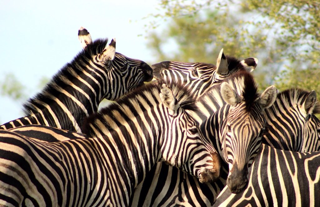 ToursTumaba's tweet photo. Confusion of stripes,young males who continuously fight amongst themselves to gain rank.Hopefully one day one of them will have the right to maintain a harem of females and to mate with them#This is Africa#the wild#Botswana.p.c Deon Meyer https://t.co/RC5PLSiKZR
