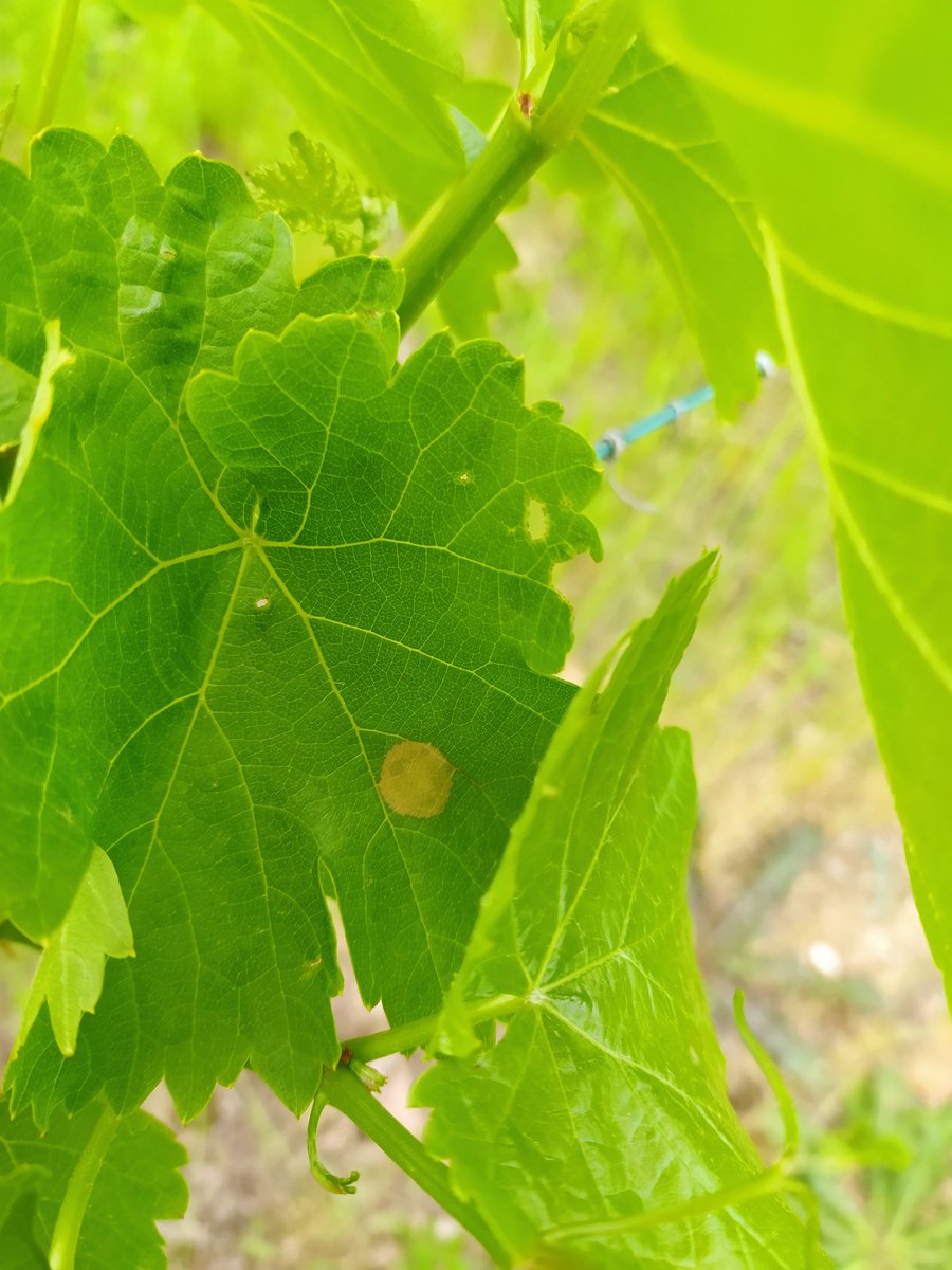 𝕃𝕒𝕦𝕣𝕒 𝕃𝕠𝕣𝕖𝕟𝕫𝕠 tweet media