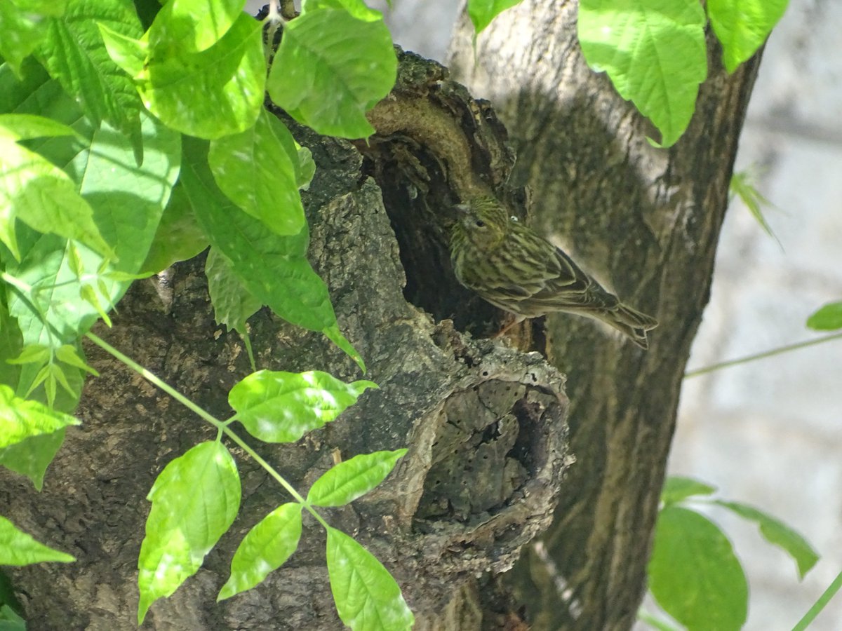 Clàudia Tersol 🎗#dempeus tweet media