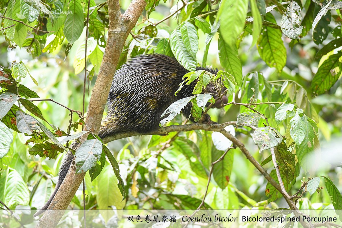 Wenbo77's tweet photo. Bicolored-spined Porcupine (Coendou bicolor),双色卷尾豪猪, Amazon rainforest of Peru. #faunaofperu #coendou #porcupind #豪猪 #秘鲁动物 https://t.co/Io7s1T3LJY