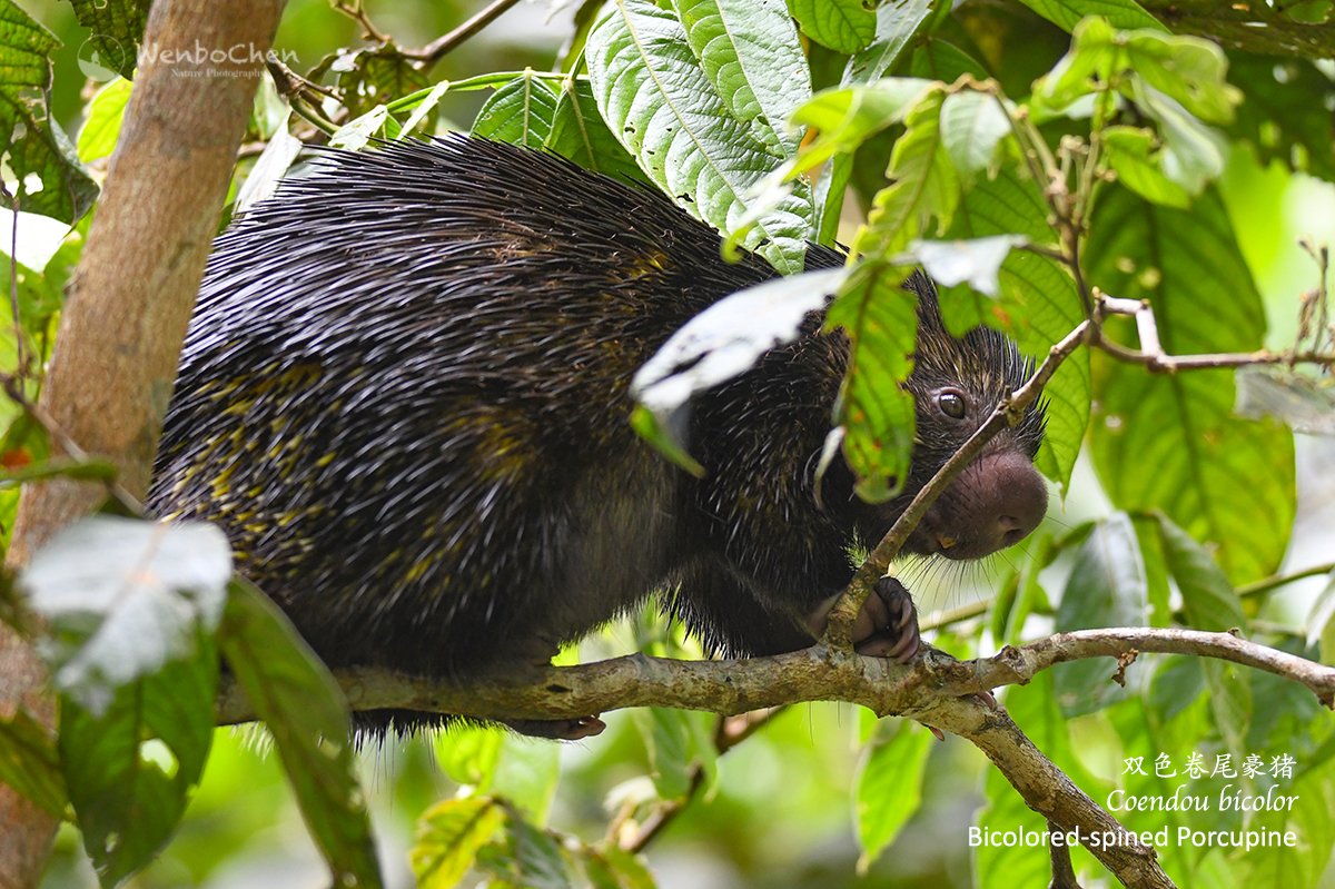 Wenbo77's tweet photo. Bicolored-spined Porcupine (Coendou bicolor),双色卷尾豪猪, Amazon rainforest of Peru. #faunaofperu #coendou #porcupind #豪猪 #秘鲁动物 https://t.co/Io7s1T3LJY