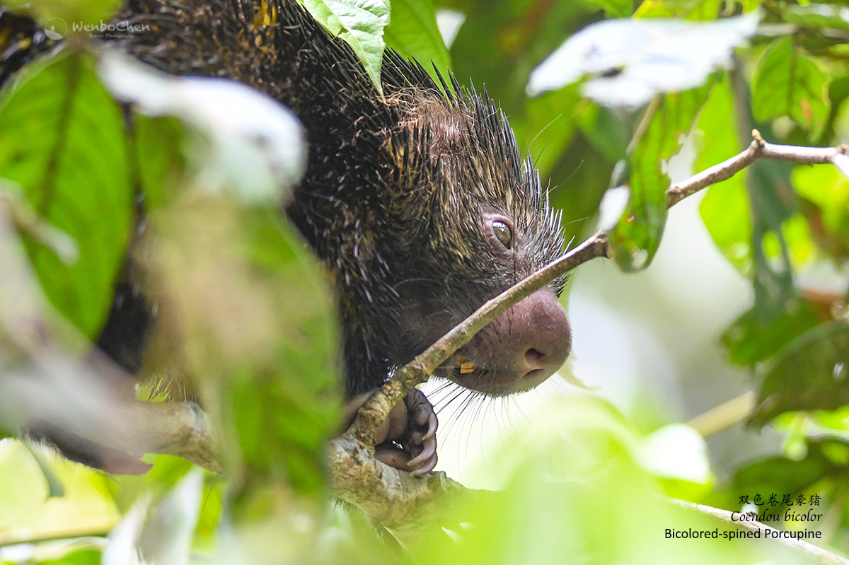 Wenbo77's tweet photo. Bicolored-spined Porcupine (Coendou bicolor),双色卷尾豪猪, Amazon rainforest of Peru. #faunaofperu #coendou #porcupind #豪猪 #秘鲁动物 https://t.co/Io7s1T3LJY