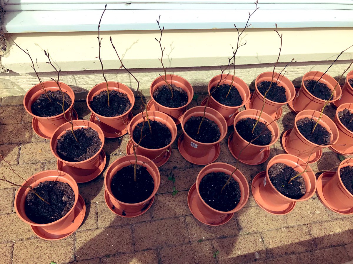 CN_HS's tweet photo. Day 7 of #savethesaplings.  I’ve been looking every day to see if I’ve managed to keep them alive 👀 what do you think? @CNHSScience @CN_HS_English https://t.co/OQhmzWXqtC