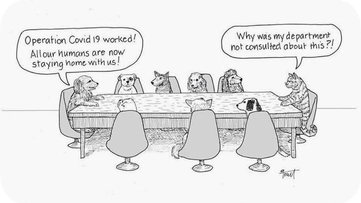 Number10cat's tweet image. My favourite coronavirus cartoon
(do any of my followers know who drew it?)