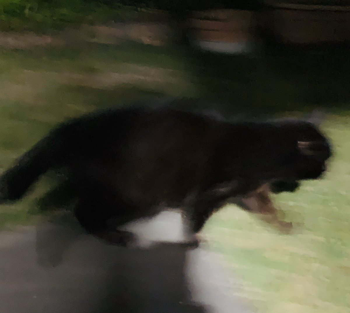 暖かい　夜です🌉
今夜は　お月さまが綺麗〜🌝

何気ない花も　外灯で
ドラマチックに見えたりして…

黒爺ちゃんが、慌てて逃げる！
写真🤳嫌い😹

今日も　お疲れ様でした🎏
ゆっくり　おやすみなさい⭐🌙