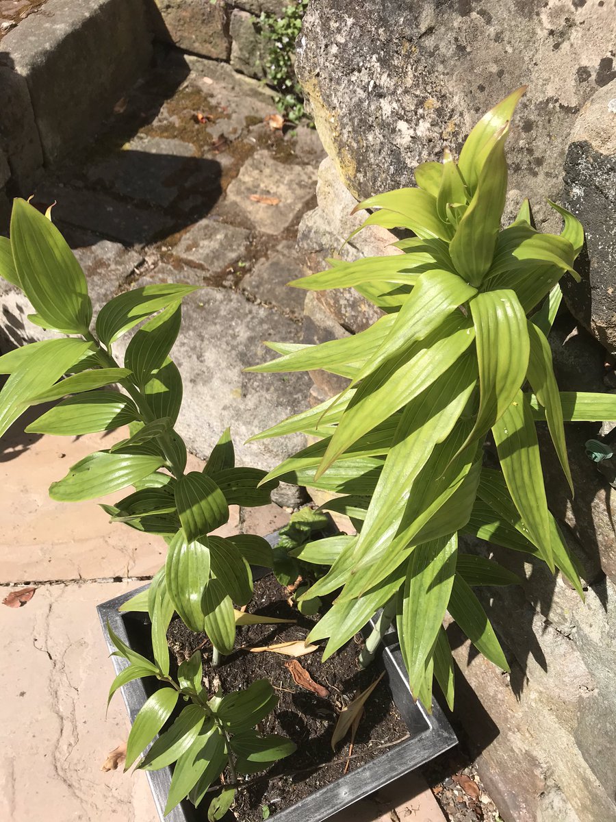 WinsterHall's tweet photo. @The_RHS Becky. Slightly concerned about this lily looking a little yellow. What have done wrong and how can I fix it? Mandy https://t.co/Z6KYO3vtzI