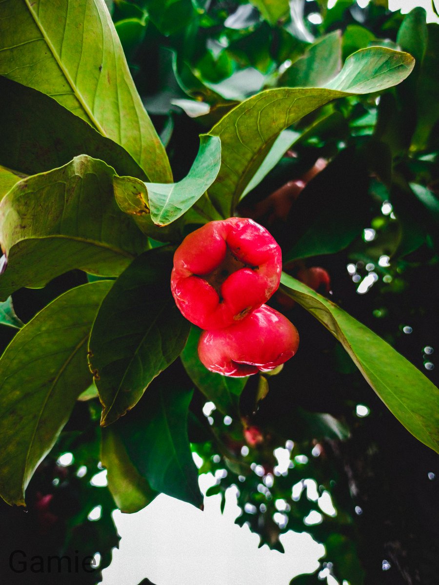 ItsGAMiE's tweet photo. On some days photography is all I think about. Captured this with my phone and edited with #lightroommobile #XiaoMi #bellapple https://t.co/AiPNCiKkyU