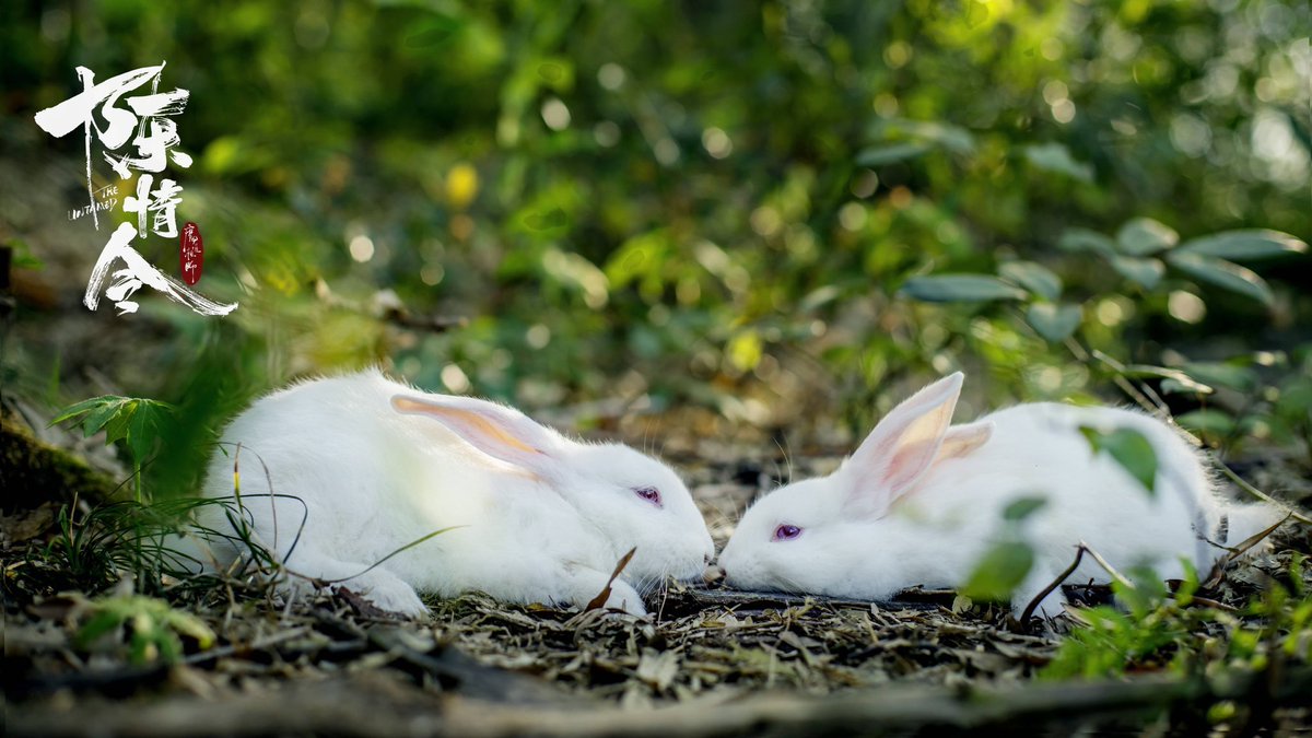 xiao pingguo, xian zi and bunny wangxian, in HD.