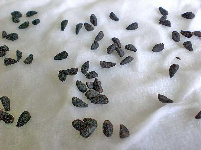 Как выглядят какашки мышей. Крысиные и мышиные какашки. Помет летучих мышей