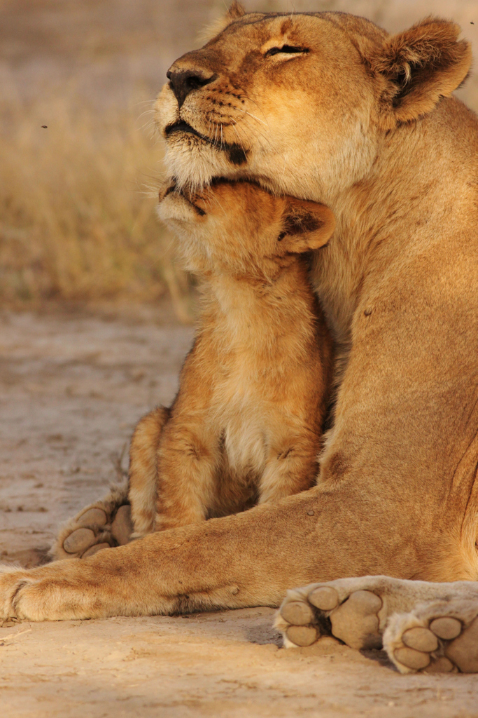 Kisses for my mommy!

Don't forget, mother's day is around the corner, remember to tell your mom you love her. 
#mothersday #lovemom #mommyandme #toocutetuesday #wildlifebabies #lioncub #lioness 
#ExploreDiscover