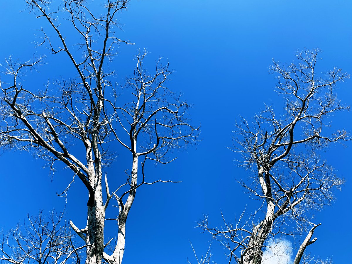 SonjahStanley's tweet photo. Lifeless and entirely lovely #TreeandSky #JamaicanSky #TreeArt #JamaicanTrees #Mountaineering #TuesdayScenes @jahmekyagyal https://t.co/kdgaO7msje