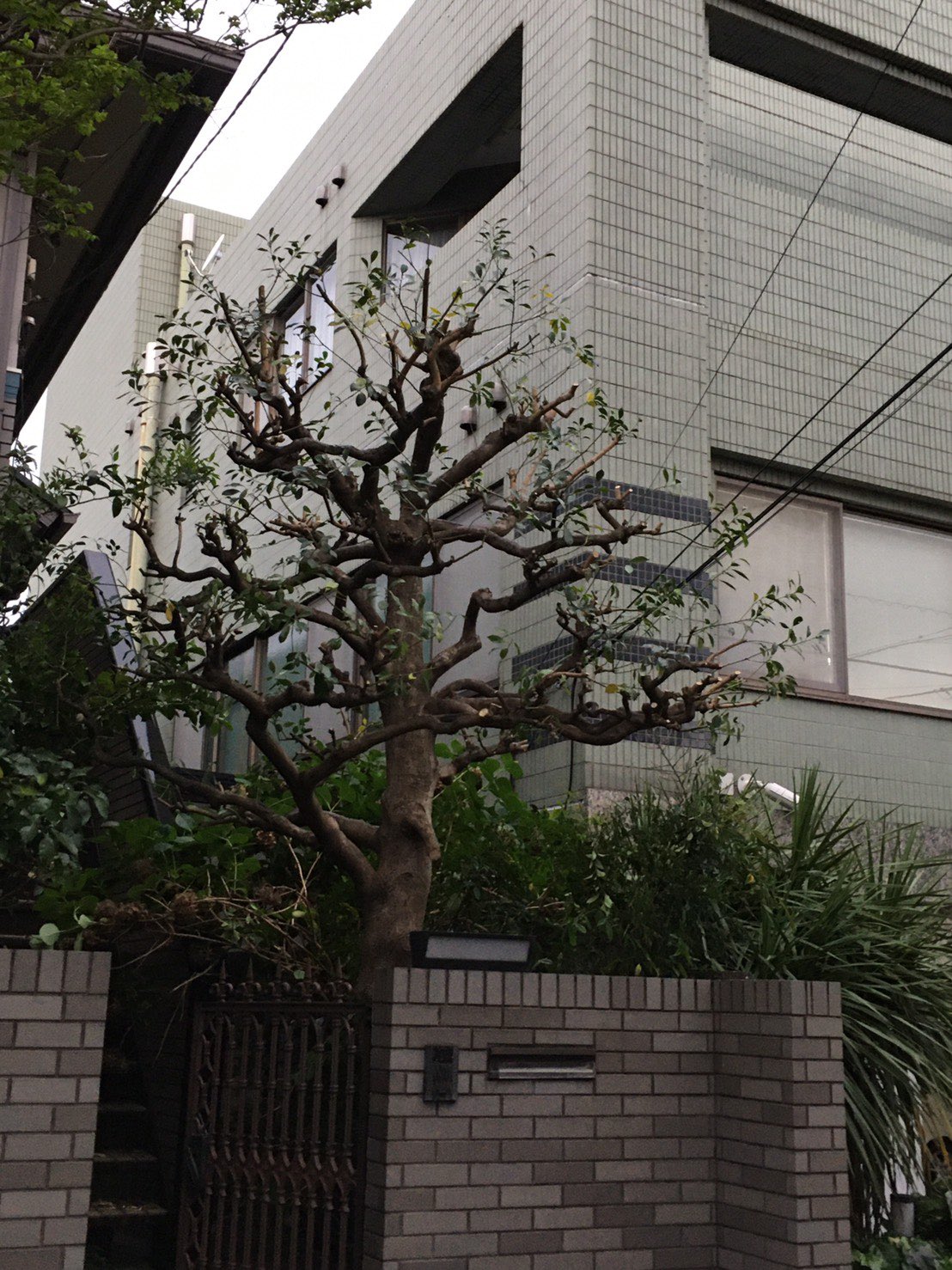 西本直矢 樫の木の剪定です T Co E7ir0ay9kv T Co Lp4o3j0ntj Twitter