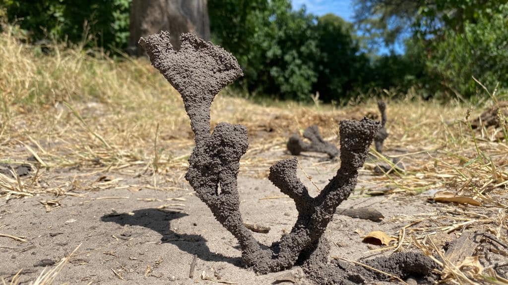 WeAreWilderness's tweet photo. This is a combination of last weeks #PowerOfSmallThings and this weeks #DrawingOnNature this is nature’s own art. What you see in the photos are tiny little Termite spires, a future termite mound.
#IDreamOfAfrica #PowerOfSmallThings #DrawingOnNature #WildernessSafaris https://t.co/GoSfYJC0nI