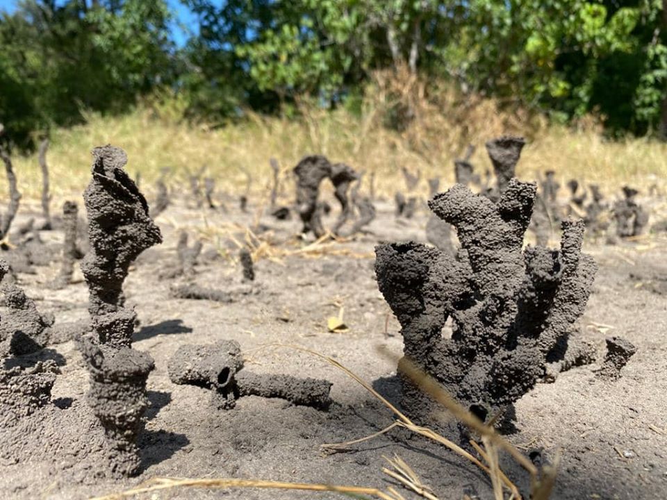 WeAreWilderness's tweet photo. This is a combination of last weeks #PowerOfSmallThings and this weeks #DrawingOnNature this is nature’s own art. What you see in the photos are tiny little Termite spires, a future termite mound.
#IDreamOfAfrica #PowerOfSmallThings #DrawingOnNature #WildernessSafaris https://t.co/GoSfYJC0nI