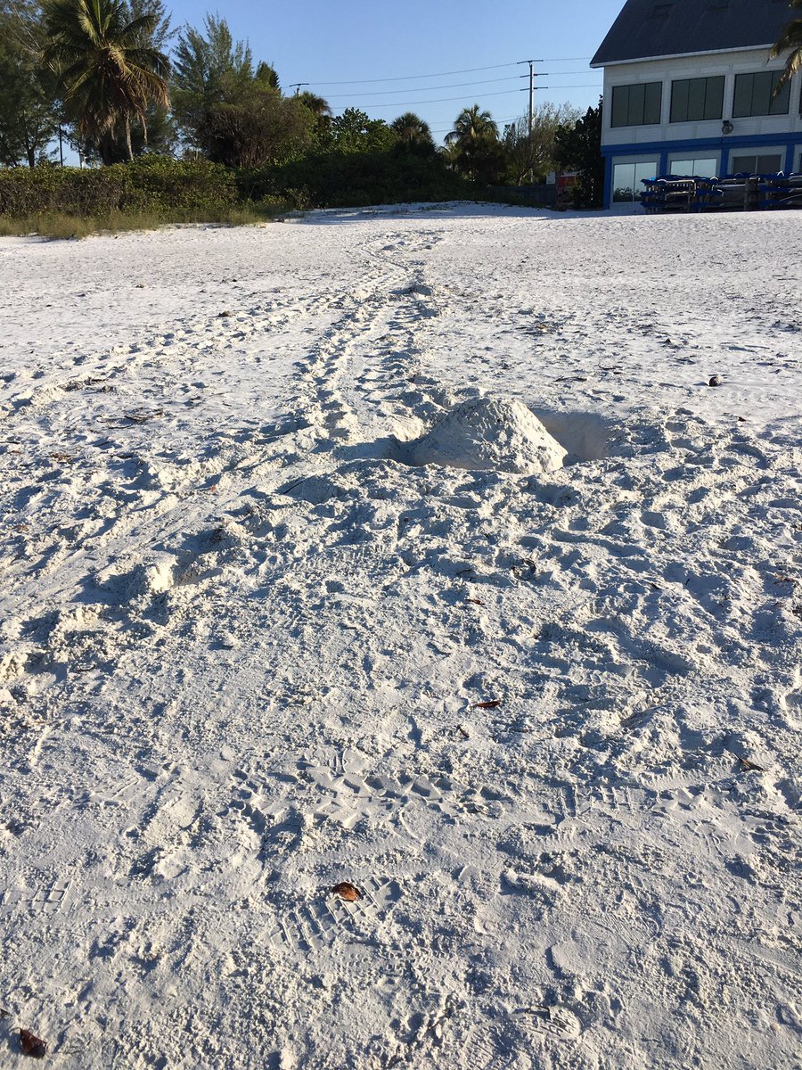 clbabb's tweet photo. Fill up the holes!!!@FtMyersSanibel #turtletime fresh #turtlecrawl with a slide into the hole. @JasonDunning #weather however A++++¥ https://t.co/zI88ilQchA