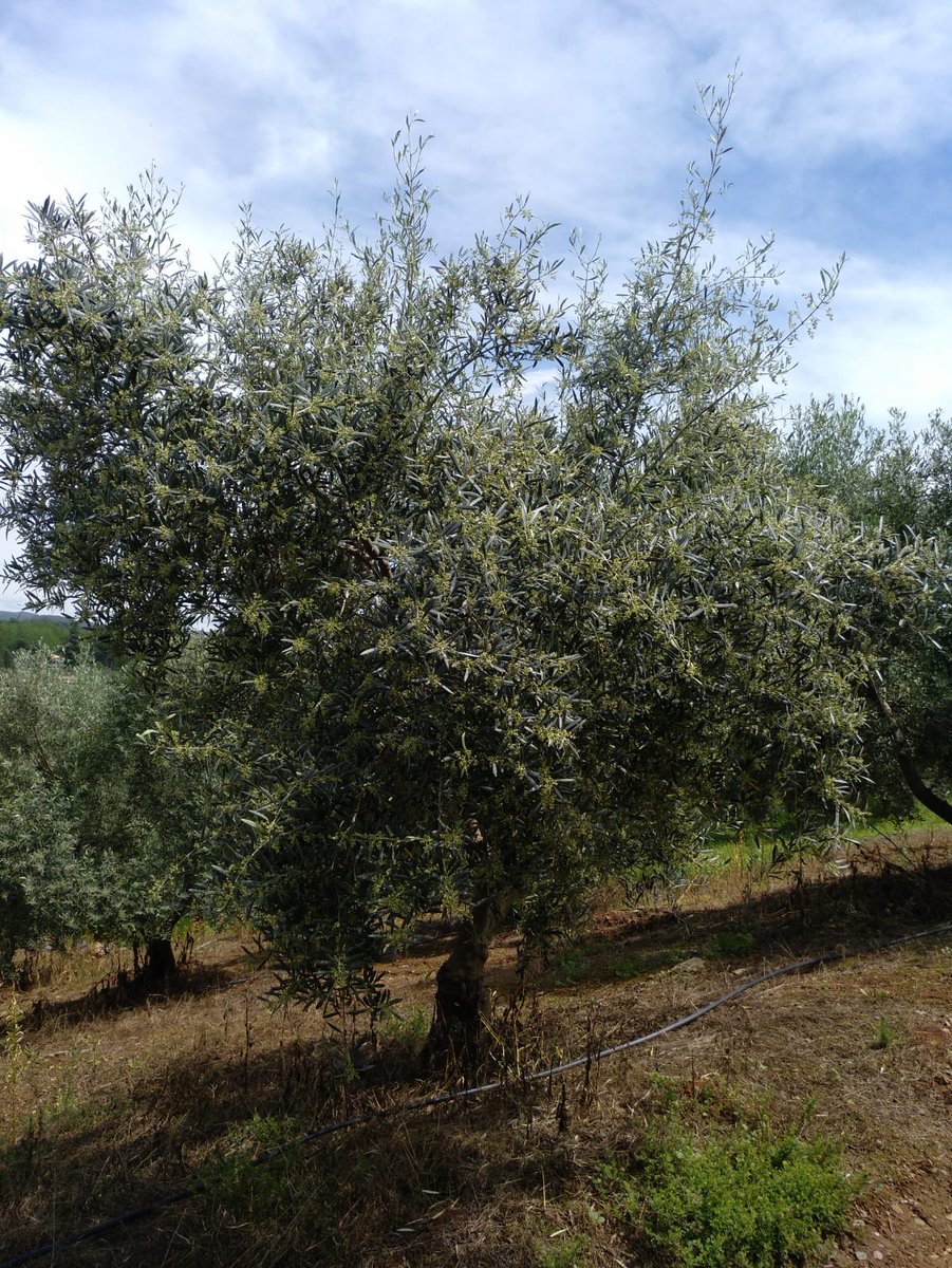 COMPOEXPERT_es's tweet photo. 📷 Hoy os traemos estas fotos que nos envía AGRO-JORPE, uno de nuestros #DistribuidoresEXPERTos, de una plantación de #olivar en Las Navas de la Concepción (Sevilla) que ha seguido una estrategia de fertilización COMPO EXPERT ✅🌿👌🏻
▶ https://t.co/ZASgUAqV8n https://t.co/hA9Ik5jJ97