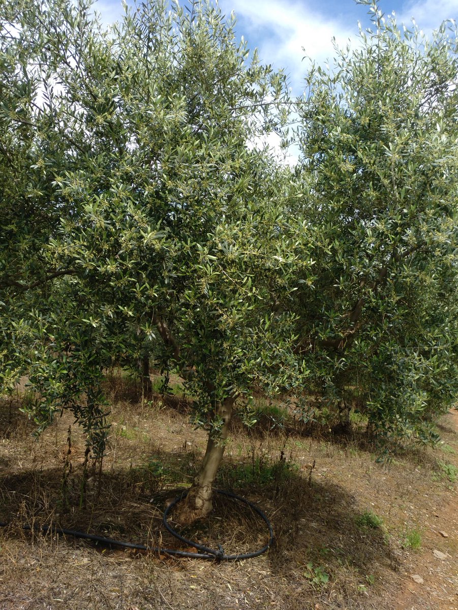 COMPOEXPERT_es's tweet photo. 📷 Hoy os traemos estas fotos que nos envía AGRO-JORPE, uno de nuestros #DistribuidoresEXPERTos, de una plantación de #olivar en Las Navas de la Concepción (Sevilla) que ha seguido una estrategia de fertilización COMPO EXPERT ✅🌿👌🏻
▶ https://t.co/ZASgUAqV8n https://t.co/hA9Ik5jJ97