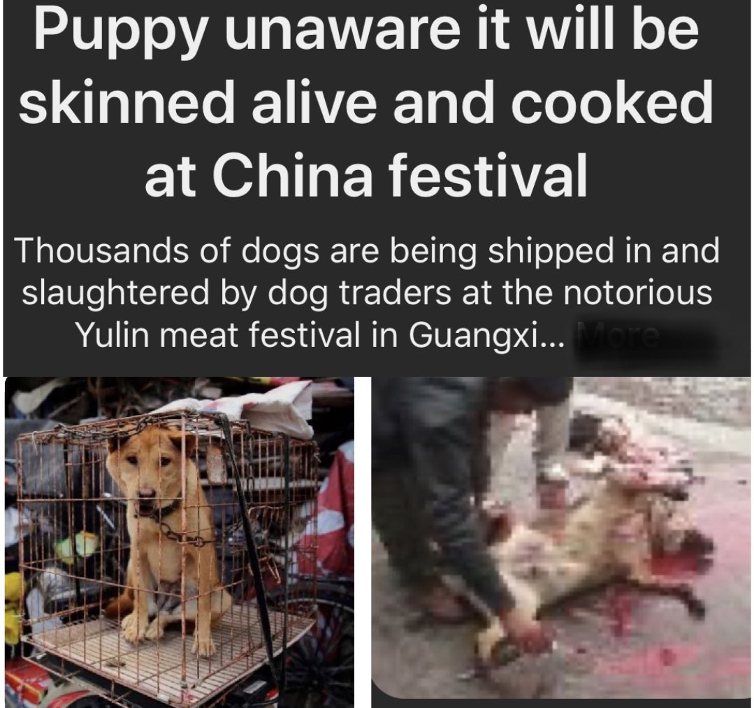 rissalipstick's tweet photo. ⚠️⚠️⚠️⚠️⚠️⚠️⚠️⚠️⚠️⚠️
⚠️⚠️Graphic picture⚠️⚠️
#47 days and counting..Hell begins with a celebration of torture,abuse,killing Dogs and Cats skinned and boiled alive some are torched. #Please join the fight and help bring this to a end. #Ban#YULIN #DCMT https://t.co/tQm8YBDIC1