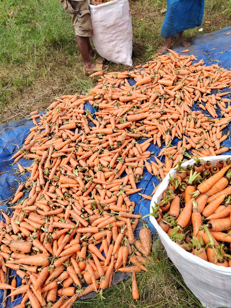 There are some places where carrots literally grow like weed I found such a place today.This is the beginning of your fresh food from the highlands . It takes at most four days to reach the market in Port Moresby. There are many challenges faced by the farmer 1/