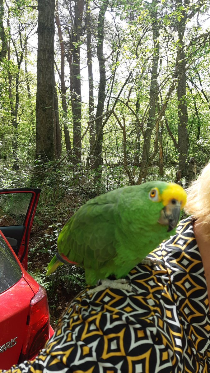 Groene Amazonepapagaai aangetroffen in het #Zwanenmeerbos #Gieten. Wie is deze kwijt? ^EM