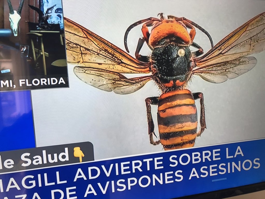 nelsonbocaranda's tweet photo. Un AVISPÓN de hasta 8 cmts. Es la nueva plaga que viene de Asia (¿Japón?) y entró por el estado de Washington. Es un “pequeño avióncito” con fuerza para romper la cadena reproductiva de las abejas, afectar la polinización en verano y romper el ciclo de muchas frutas. https://t.co/huC4TjQHyI