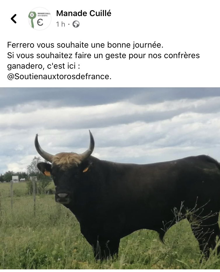 Gardons tous bien en tête ces messages de nos éleveurs qui sont en 1ere ligne de cette crise sanitaire, en ce qui concerne la Tauromachie. 
Cette solidarité nous motive plus que jamais à ne surtout pas lâcher cette volonté de s’unir sous une seule et même instance‼️
