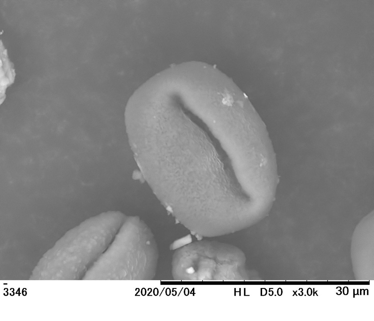 Heo V Twitter 昨日は花粉をsemで観察 アカマツの花粉は気嚢と呼ばれる二つの空気袋がついていて遠くまで飛んでいけます ３枚目は何の花粉 か不明ですが ４枚目は時期が過ぎて萎んでしまったスギ花粉 かもしれません